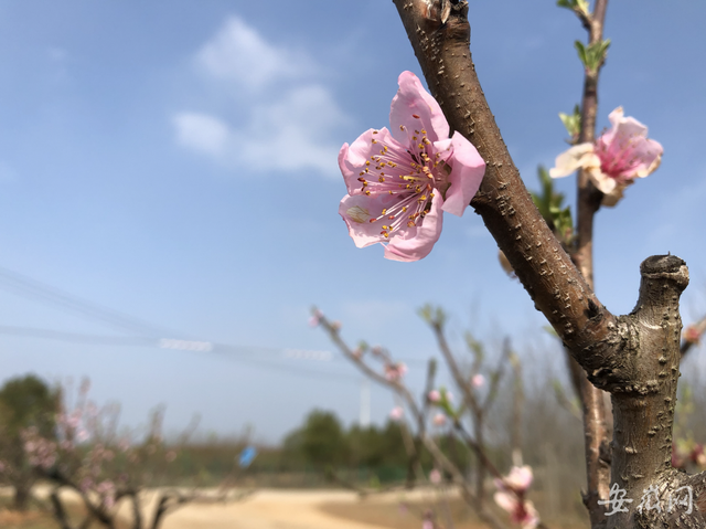 蕪湖灣沚區灣沚鎮第四屆桃花文化季拉開帷幕