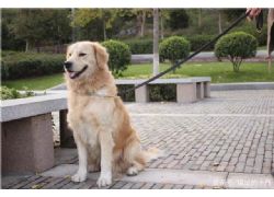 《蕪湖市養犬管理條例》48種及其中任一血統雜交犬重點管理區內禁養