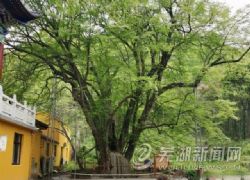 樹齡約1700年！安徽古樹“老壽星”扎根在蕪湖
