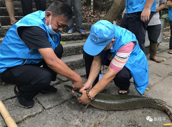 多地近日報告發現鱷雀鱔，農業部門已開展外來入侵物種普查