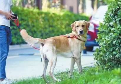 蕪湖最新通知，事關小區養犬