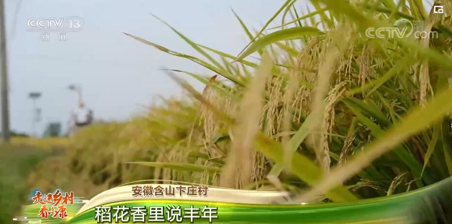 含山：水稻“一噴多促”全面保障秋糧豐產增收